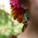 Parakeet earrings
