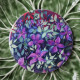 "Purple clematis" coaster