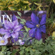 Garden sign " Clematis"