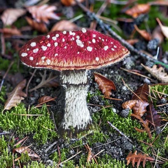 Atelier Broderie dimanche 15 juin