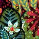 Cotton Amazonia